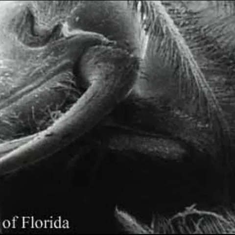 thumbnail for publication: Glow-Worms, Railroad-Worms (Insecta: Coleoptera: Phengodidae)